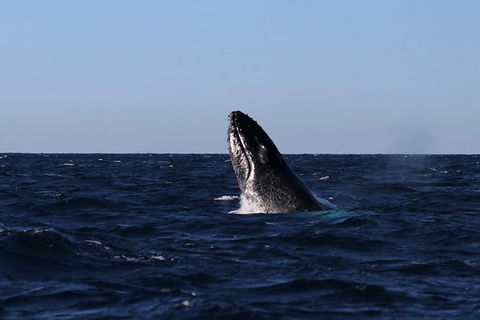 Small-Group Luxury Sydney Whale Watching Cruise - Accommodation Rockhampton 9