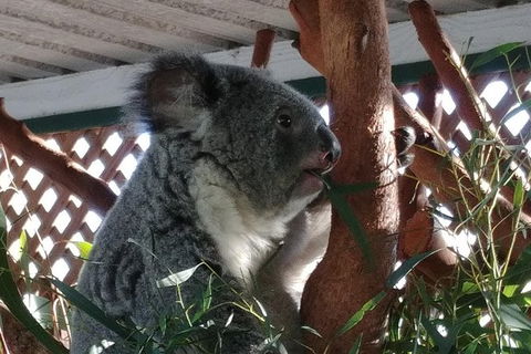 Small-Group Blue Mountains Day Trip From Sydney Including Featherdale Wildlife Park, Wentworth Falls, And Leura Cascades - Accommodation Rockhampton 1