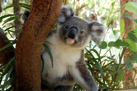 Visit Walkabout Wildlife Sanctuary - Accommodation Rockhampton 7