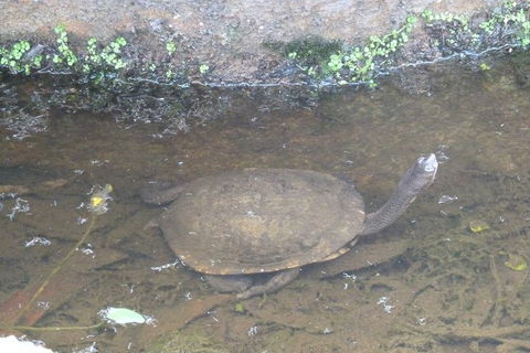 Visit Walkabout Wildlife Sanctuary - Accommodation Rockhampton 5
