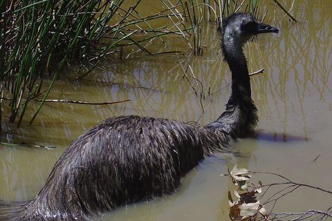 Visit Walkabout Wildlife Sanctuary - Accommodation Rockhampton 3