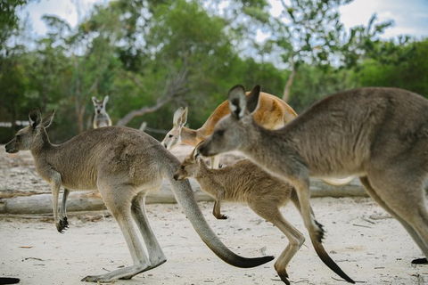Visit Walkabout Wildlife Sanctuary - Accommodation Rockhampton 2