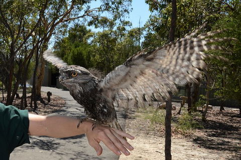 Visit Walkabout Wildlife Sanctuary - Accommodation Rockhampton 4