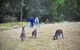 Blue Mountains Private Tour From Sydney - thumb 5