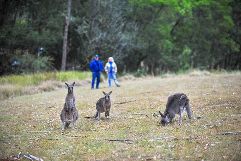 Blue Mountains Private Tour From Sydney - Accommodation Rockhampton 5