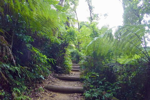 Byron Bay Kayaking With Dolphins And Mount Warning Sunrise Climb Including Overnight Camping And BBQ Dinner - Accommodation Rockhampton 5