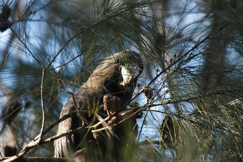 Private Blue Mountains Insider Tour From Sydney - Accommodation Rockhampton 24