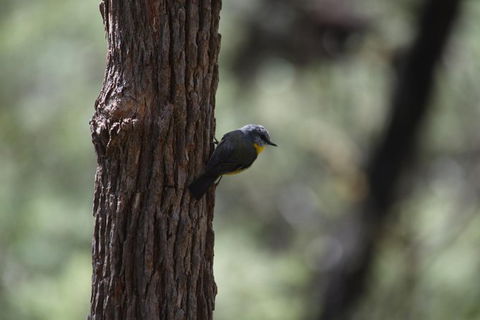 Private Blue Mountains Insider Tour From Sydney - Accommodation Rockhampton 12