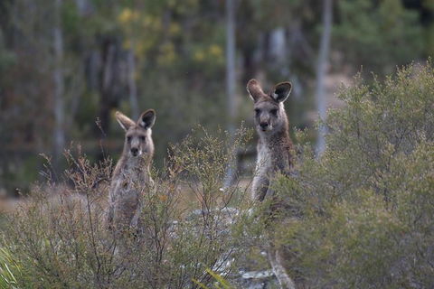 Private Blue Mountains Insider Tour From Sydney - Accommodation Rockhampton 6