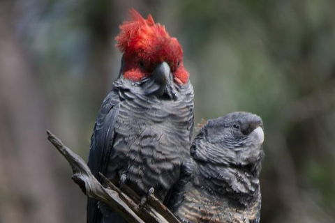 Private Blue Mountains Insider Tour From Sydney - Accommodation Rockhampton 20