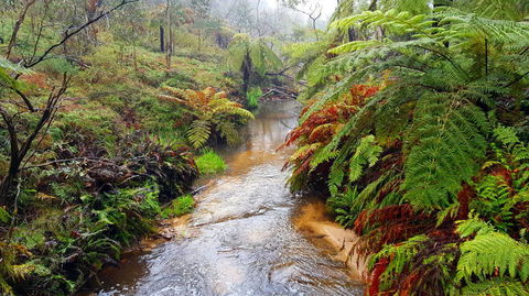 Blue Mountains Day Trip Including Parramatta River Cruise - Accommodation Rockhampton 15