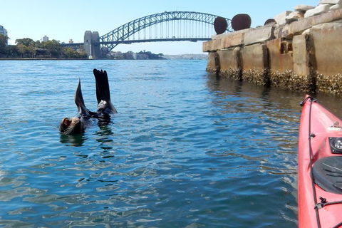 Kayak To Goat Island In Sydney Harbour With Local - Accommodation Rockhampton 3