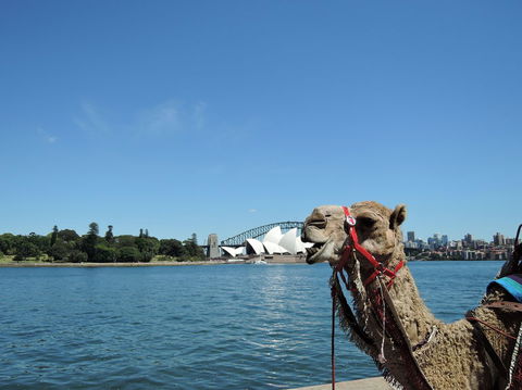 Opera On Sydney Harbour: La Traviata - Accommodation Rockhampton 11