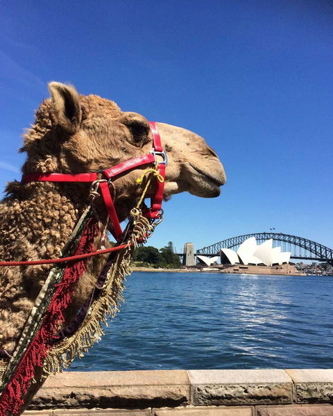 Opera On Sydney Harbour: La Traviata - Accommodation Rockhampton 10