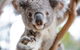 Sydney Shore Excursion: WILD LIFE Sydney Entrance Ticket - thumb 1