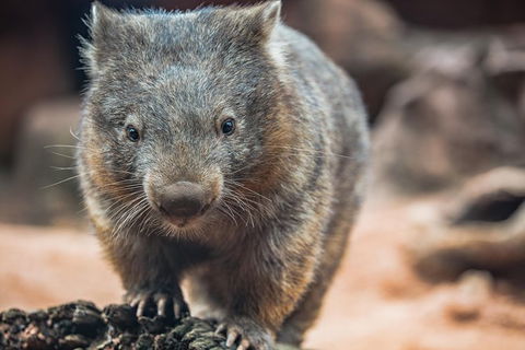 Sydney Shore Excursion: WILD LIFE Sydney Entrance Ticket - Accommodation Rockhampton 6