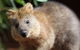 Sydney Shore Excursion: WILD LIFE Sydney Entrance Ticket - thumb 7