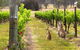 Hunter Valley Private Tour | The Ultimate Food & Wine Trail | Depart From Sydney - thumb 6