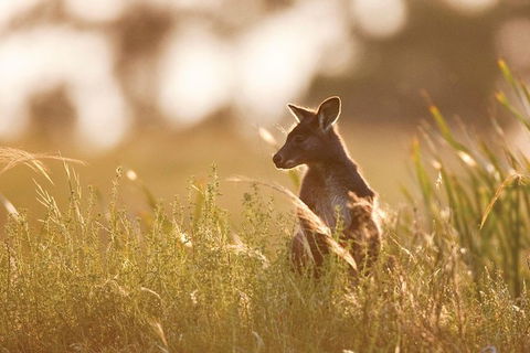 Sunset Blue Mountains Wilderness & Wildlife Tour (Without The Crowds) - Accommodation Rockhampton 12