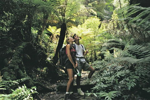 Sunset Blue Mountains Wilderness & Wildlife Tour (Without The Crowds) - Accommodation Rockhampton 6