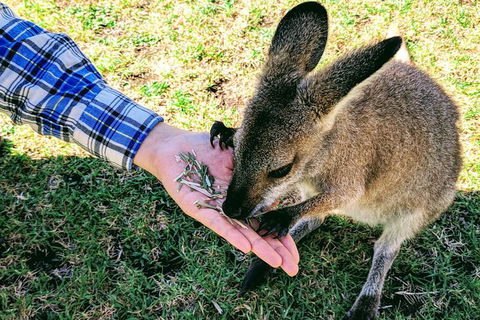 Wildlife Waterfalls And Wine Day Tour From Sydney - Accommodation Rockhampton 1