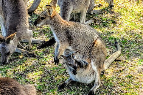 Wildlife Waterfalls And Wine Day Tour From Sydney - Accommodation Rockhampton 10