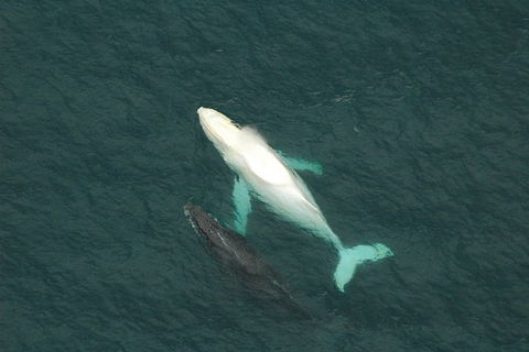 Coffs Harbour Whale Watch Experience - Accommodation Rockhampton 1