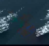 Coffs Harbour Whale Watch Experience - Accommodation Rockhampton