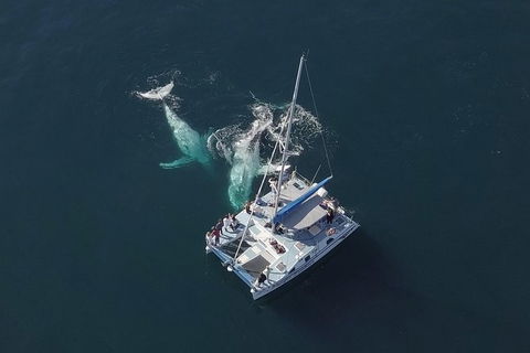 Coffs Harbour Whale Watch Experience - Accommodation Rockhampton 0
