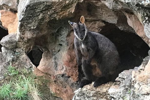 Inside The Greater Blue Mountains World Heritage - A Private Wildlife Safari Overnight - Accommodation Rockhampton 14