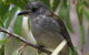 Inside The Greater Blue Mountains World Heritage - A Private Wildlife Safari Overnight - thumb 27