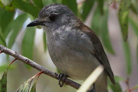 Inside The Greater Blue Mountains World Heritage - A Private Wildlife Safari Overnight - Accommodation Rockhampton 27