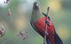 Inside The Greater Blue Mountains World Heritage - A Private Wildlife Safari Overnight - thumb 41