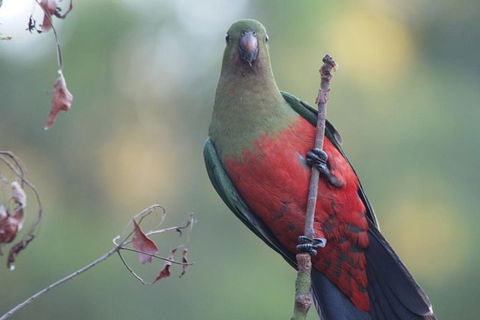 Inside The Greater Blue Mountains World Heritage - A Private Wildlife Safari Overnight - Accommodation Rockhampton 41
