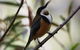 Inside The Greater Blue Mountains World Heritage - A Private Wildlife Safari Overnight - thumb 43