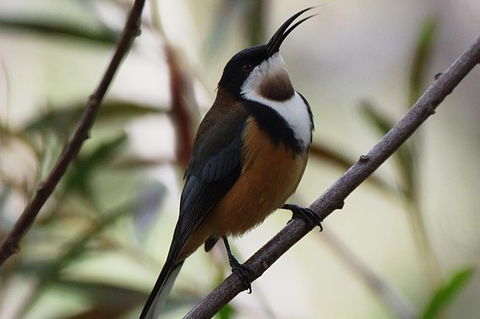 Inside The Greater Blue Mountains World Heritage - A Private Wildlife Safari Overnight - Accommodation Rockhampton 43