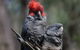 Inside The Greater Blue Mountains World Heritage - A Private Wildlife Safari Overnight - thumb 35