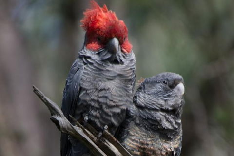 Inside The Greater Blue Mountains World Heritage - A Private Wildlife Safari Overnight - Accommodation Rockhampton 35