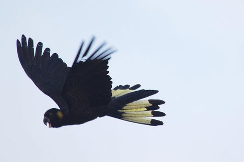 Inside The Greater Blue Mountains World Heritage - A Private Wildlife Safari Overnight - Accommodation Rockhampton 33