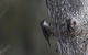 Inside The Greater Blue Mountains World Heritage - A Private Wildlife Safari Overnight - thumb 10