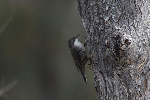 Inside The Greater Blue Mountains World Heritage - A Private Wildlife Safari Overnight - Accommodation Rockhampton 10