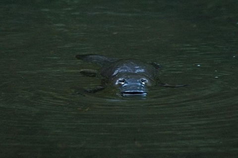 Inside The Greater Blue Mountains World Heritage - A Private Wildlife Safari Overnight - Accommodation Rockhampton 22