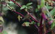 Inside The Greater Blue Mountains World Heritage - A Private Wildlife Safari Overnight - thumb 8