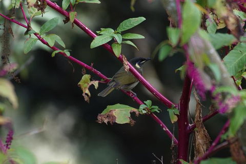 Inside The Greater Blue Mountains World Heritage - A Private Wildlife Safari Overnight - Accommodation Rockhampton 8