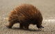 Inside The Greater Blue Mountains World Heritage - A Private Wildlife Safari Overnight - thumb 4