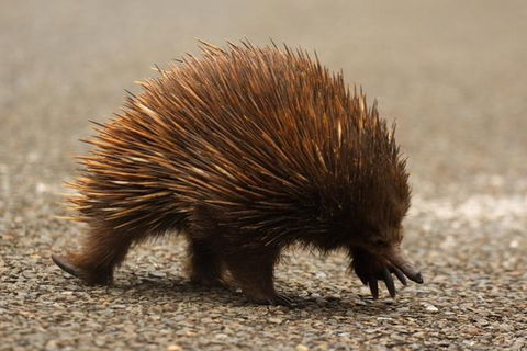 Inside The Greater Blue Mountains World Heritage - A Private Wildlife Safari Overnight - Accommodation Rockhampton 4