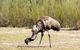 Inside The Greater Blue Mountains World Heritage - A Private Wildlife Safari Overnight - thumb 5