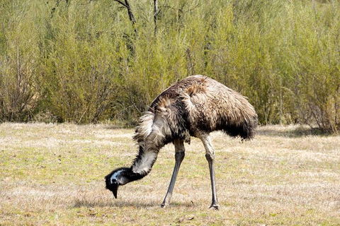 Inside The Greater Blue Mountains World Heritage - A Private Wildlife Safari Overnight - Accommodation Rockhampton 5