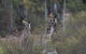 Inside The Greater Blue Mountains World Heritage - A Private Wildlife Safari Overnight - thumb 12