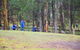 Inside The Greater Blue Mountains World Heritage - A Private Wildlife Safari Overnight - thumb 39